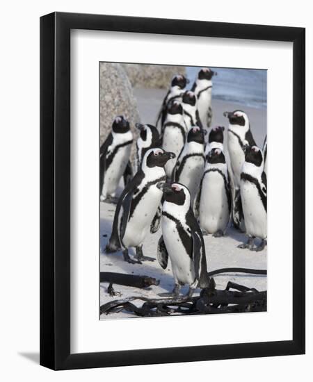 African Penguins (Spheniscus Demersus), Table Mountain National Park, Cape Town, South Africa-Ann & Steve Toon-Framed Photographic Print