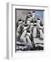 African Penguins (Spheniscus Demersus), Table Mountain National Park, Cape Town, South Africa-Ann & Steve Toon-Framed Photographic Print