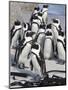 African Penguins (Spheniscus Demersus), Table Mountain National Park, Cape Town, South Africa-Ann & Steve Toon-Mounted Photographic Print