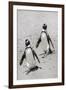 African Penguins (Spheniscus demersus) walking on sand at Boulder's Beach, Cape Town, South Africa-G&M Therin-Weise-Framed Photographic Print