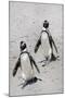 African Penguins (Spheniscus demersus) walking on sand at Boulder's Beach, Cape Town, South Africa-G&M Therin-Weise-Mounted Photographic Print