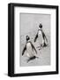 African Penguins (Spheniscus demersus) walking on sand at Boulder's Beach, Cape Town, South Africa-G&M Therin-Weise-Framed Photographic Print