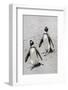 African Penguins (Spheniscus demersus) walking on sand at Boulder's Beach, Cape Town, South Africa-G&M Therin-Weise-Framed Photographic Print