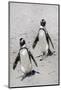 African Penguins (Spheniscus demersus) walking on sand at Boulder's Beach, Cape Town, South Africa-G&M Therin-Weise-Mounted Photographic Print