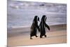 African Penguins-null-Mounted Poster