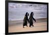 African Penguins-null-Framed Poster