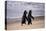 African Penguins-null-Stretched Canvas