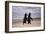 African Penguins-null-Framed Art Print