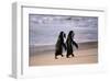 African Penguins-null-Framed Art Print