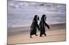 African Penguins-null-Mounted Art Print