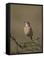 African Pipit (Grassland Pipit) (Grassveld Pipit) (Anthus Cinnamomeus)-James Hager-Framed Stretched Canvas