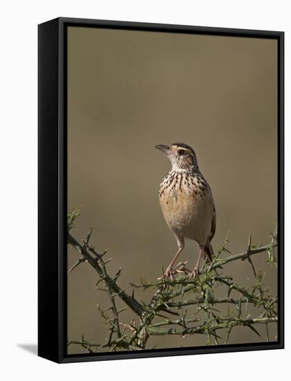 African Pipit (Grassland Pipit) (Grassveld Pipit) (Anthus Cinnamomeus)-James Hager-Framed Stretched Canvas