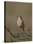African Pipit (Grassland Pipit) (Grassveld Pipit) (Anthus Cinnamomeus)-James Hager-Stretched Canvas