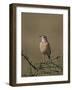 African Pipit (Grassland Pipit) (Grassveld Pipit) (Anthus Cinnamomeus)-James Hager-Framed Photographic Print