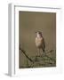 African Pipit (Grassland Pipit) (Grassveld Pipit) (Anthus Cinnamomeus)-James Hager-Framed Photographic Print