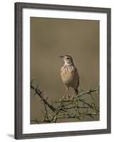 African Pipit (Grassland Pipit) (Grassveld Pipit) (Anthus Cinnamomeus)-James Hager-Framed Photographic Print