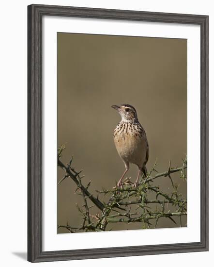 African Pipit (Grassland Pipit) (Grassveld Pipit) (Anthus Cinnamomeus)-James Hager-Framed Photographic Print