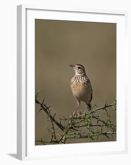 African Pipit (Grassland Pipit) (Grassveld Pipit) (Anthus Cinnamomeus)-James Hager-Framed Photographic Print