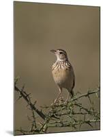 African Pipit (Grassland Pipit) (Grassveld Pipit) (Anthus Cinnamomeus)-James Hager-Mounted Photographic Print