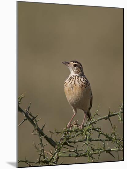 African Pipit (Grassland Pipit) (Grassveld Pipit) (Anthus Cinnamomeus)-James Hager-Mounted Photographic Print