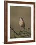 African Pipit (Grassland Pipit) (Grassveld Pipit) (Anthus Cinnamomeus)-James Hager-Framed Photographic Print