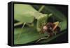 African Praying Mantis Eating a Bug-DLILLC-Framed Stretched Canvas