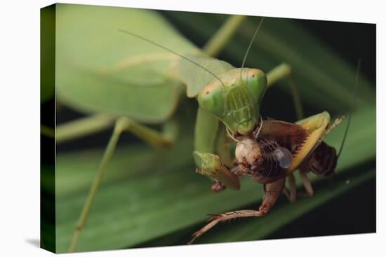 African Praying Mantis Eating a Bug-DLILLC-Stretched Canvas