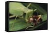 African Praying Mantis Eating a Bug-DLILLC-Framed Stretched Canvas