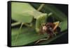 African Praying Mantis Eating a Bug-DLILLC-Framed Stretched Canvas