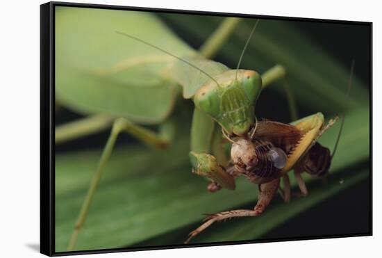 African Praying Mantis Eating a Bug-DLILLC-Framed Stretched Canvas