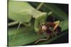 African Praying Mantis Eating a Bug-DLILLC-Stretched Canvas