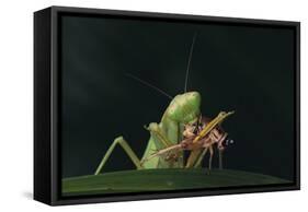 African Praying Mantis Eating a Bug-DLILLC-Framed Stretched Canvas