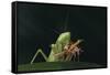 African Praying Mantis Eating a Bug-DLILLC-Framed Stretched Canvas