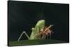 African Praying Mantis Eating a Bug-DLILLC-Stretched Canvas