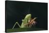 African Praying Mantis Eating a Bug-DLILLC-Stretched Canvas