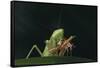 African Praying Mantis Eating a Bug-DLILLC-Framed Stretched Canvas