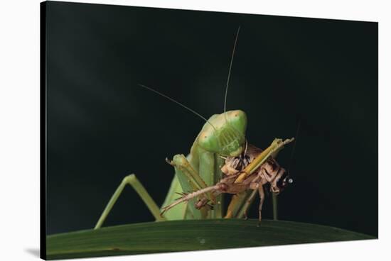 African Praying Mantis Eating a Bug-DLILLC-Stretched Canvas