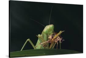 African Praying Mantis Eating a Bug-DLILLC-Stretched Canvas