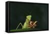 African Praying Mantis Eating a Bug-DLILLC-Framed Stretched Canvas