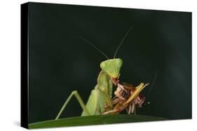 African Praying Mantis Eating a Bug-DLILLC-Stretched Canvas