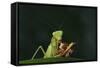 African Praying Mantis Eating a Bug-DLILLC-Framed Stretched Canvas