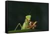 African Praying Mantis Eating a Bug-DLILLC-Framed Stretched Canvas