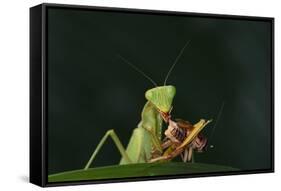 African Praying Mantis Eating a Bug-DLILLC-Framed Stretched Canvas