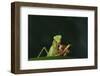 African Praying Mantis Eating a Bug-DLILLC-Framed Photographic Print