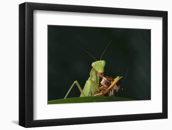 African Praying Mantis Eating a Bug-DLILLC-Framed Photographic Print