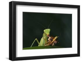 African Praying Mantis Eating a Bug-DLILLC-Framed Photographic Print