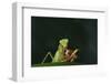 African Praying Mantis Eating a Bug-DLILLC-Framed Photographic Print