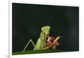 African Praying Mantis Eating a Bug-DLILLC-Framed Photographic Print