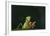 African Praying Mantis Eating a Bug-DLILLC-Framed Photographic Print