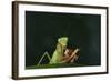 African Praying Mantis Eating a Bug-DLILLC-Framed Photographic Print